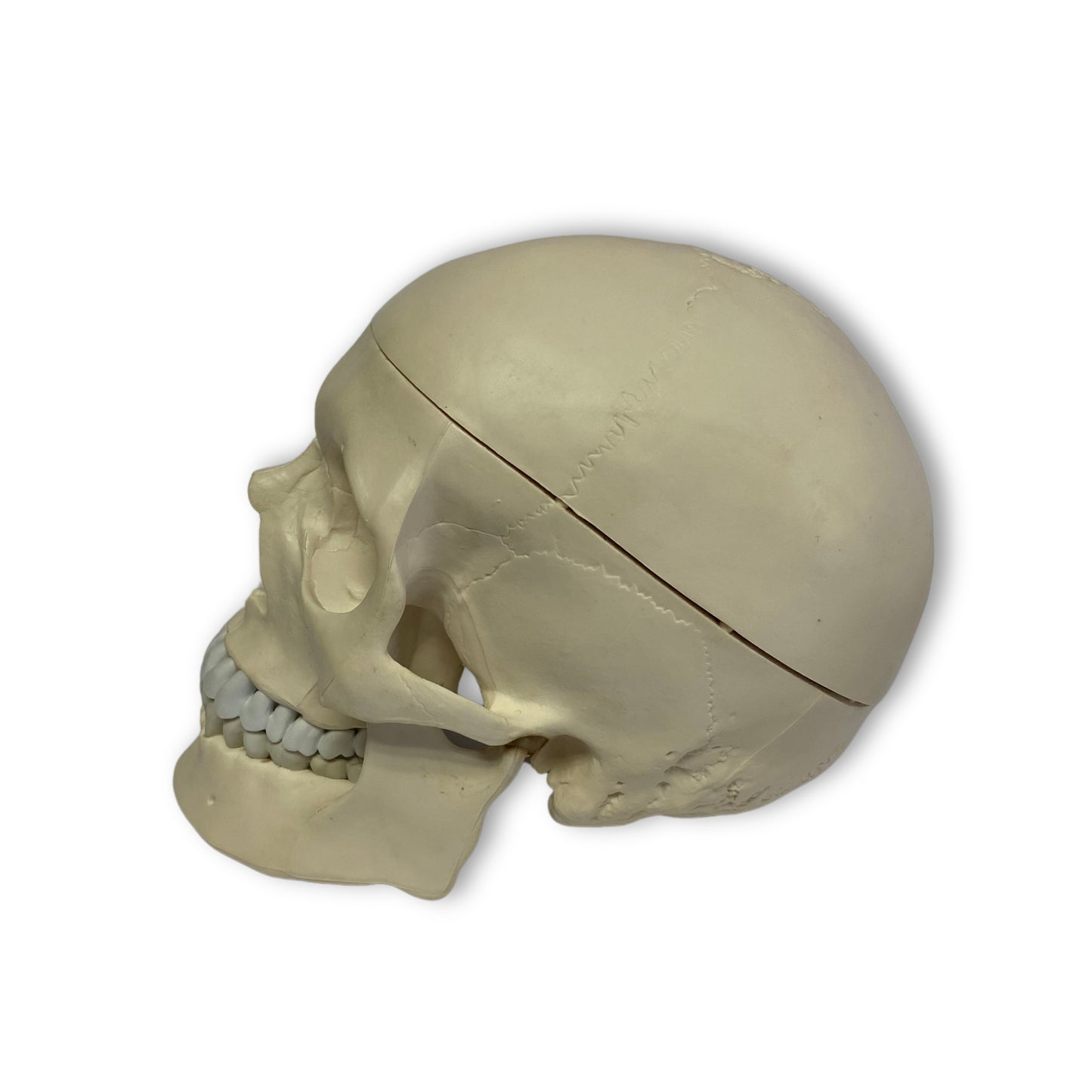 Cráneo Humano - Modelo Anatómico Craneo Blanco