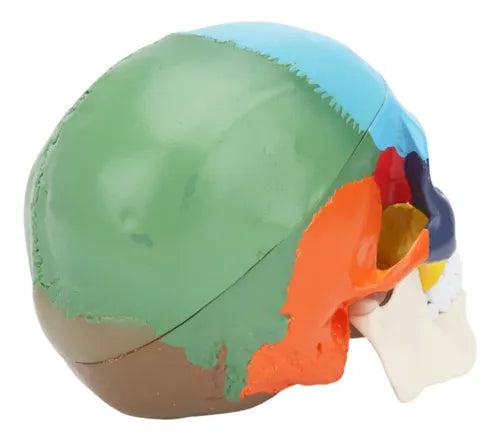 Cráneo Humano - Modelo Anatómico Color