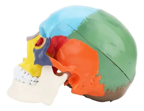 Cráneo Humano - Modelo Anatómico Color