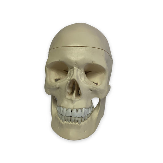 Cráneo Humano - Modelo Anatómico Craneo Blanco
