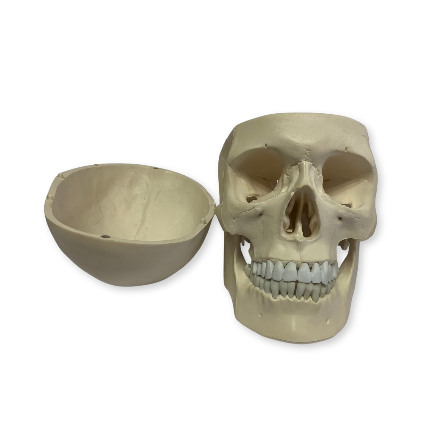 Cráneo Humano - Modelo Anatómico Craneo Blanco