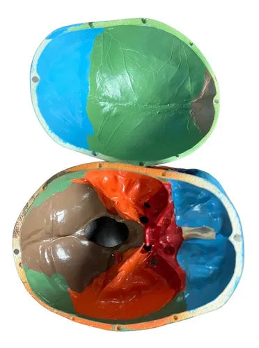 Cráneo Humano - Modelo Anatómico Color